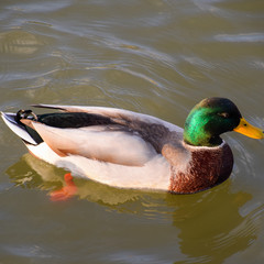 Fototapeta premium Ducks swimming in the pond. Wild mallard duck. Drakes and female