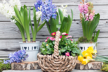 Duftende Hyazinthen mit Narzissen und Bellis rustikal vor Holz im frühling