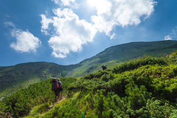 Fototapeta premium Hikers going through thick vegetation area in the mountains