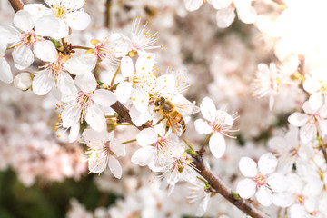 Albero da frutta con fiori bianchi appena fiorito per la rigogliosa Primavera.