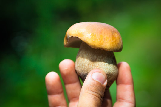Hand holding boletus moshroom