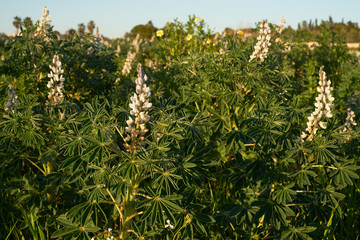 Field of white lupins in Salento - Italy