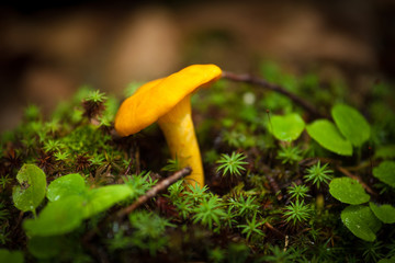 Cantharellus cibarius golden chanterelle mushroom
