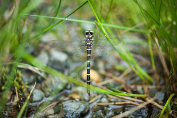 Dragonfly with green stripes in flight