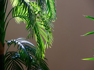 Fototapeta na wymiar house plant palm tree with large leaves
