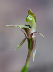 Broad-lip Bird Orchid (Chiloglottis trapeziformis) - approx 100mm high - endemic to south-eastern Australia
