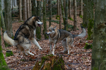 Wolf is playing in the forest