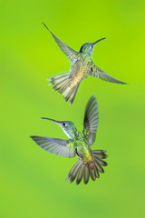 Fawn-breasted brilliant Hummingbirds (Heliodoxa rubinoides), Tandayapa Area, Ecuador