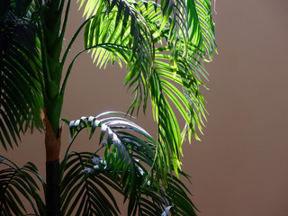 house plant palm tree with large leaves