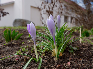 spring purple crocus young of the earth.