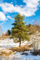 Young pine tree near the hill with snow thawed, melting snow from the spring sun, sunny day with blue sky and clouds, nature background