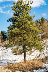 Young pine tree near the hill with snow thawed, melting snow from the spring sun, sunny day with...