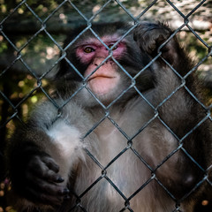 Sad monkey in a cage
