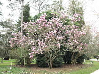 Magnolia rose-2