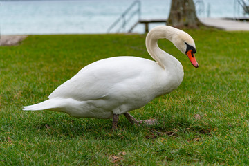 Majestetic swan