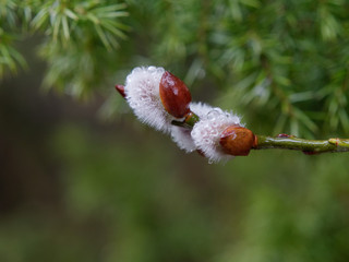spring flowered seals mouths. wet rainy weather.