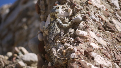 lizard turkey
