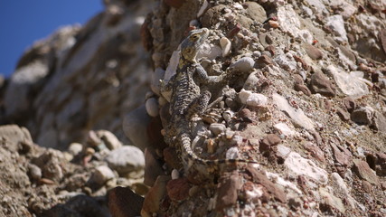 lizard turkey
