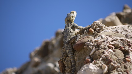 lizard turkey