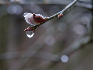 spring flowered seals mouths. wet rainy weather.