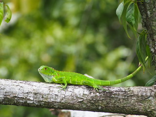 Young Green Iguana