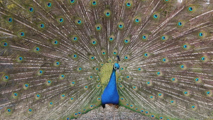 Naklejka premium Peacock