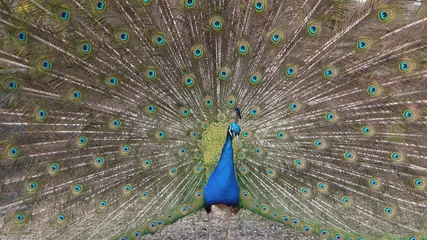 Fotobehang Peacock © peter