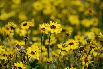 Closeup of wild Coast Sunflowers (aka California brittlebush), which are attracting swarms of...
