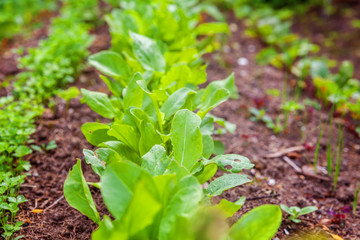 Agricultural field with green leaf lettuce salad and parsley on garden bed in vegetable field. Gardening background with green lettuce plants. Organic health food vegan vegetarian diet concept