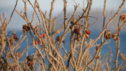 wild rose in winter	