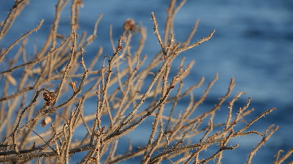 wild rose in winter
