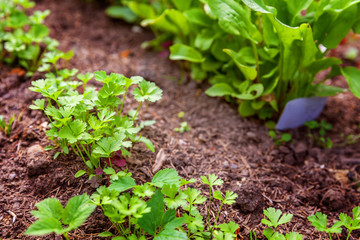 Agricultural field with green leaf lettuce salad and parsley on garden bed in vegetable field. Gardening background with green lettuce plants. Organic health food vegan vegetarian diet concept