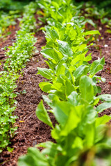 Agricultural field with green leaf lettuce salad and parsley on garden bed in vegetable field. Gardening background with green lettuce plants. Organic health food vegan vegetarian diet concept