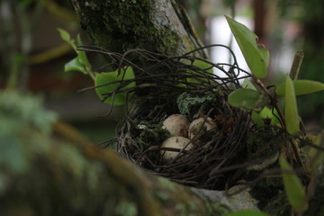 bird nest