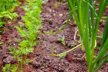 Agricultural field with green leaf lettuce salad and onion on garden bed in vegetable field. Gardening background with green lettuce plants. Organic health food vegan vegetarian diet concept