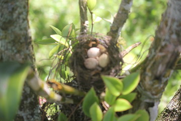 bird nest
