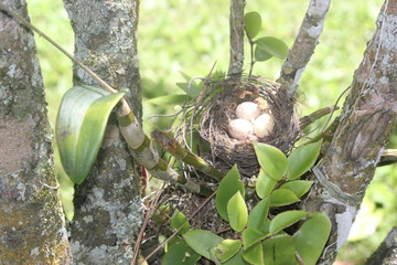 bird nest