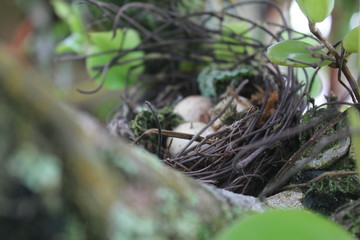 bird nest
