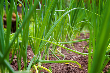 Agricultural field with green leaf lettuce salad and onion on garden bed in vegetable field. Gardening background with green lettuce plants. Organic health food vegan vegetarian diet concept