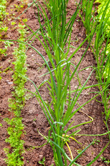 Agricultural field with green leaf lettuce salad and onion on garden bed in vegetable field. Gardening background with green lettuce plants. Organic health food vegan vegetarian diet concept