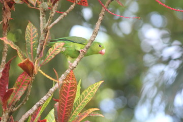 bird and tree