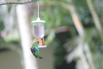 hummingbird feeding on feeder