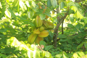 star fruit