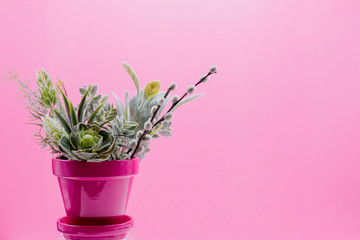 Obraz premium Pink pot of greens on pink background
