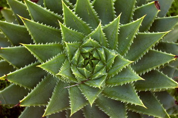 Green Cactus Closeup