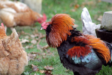 Roster Displaying Neck Feathers