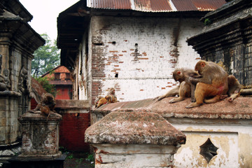 Fototapeta na wymiar Kathmandu Monkey Temple