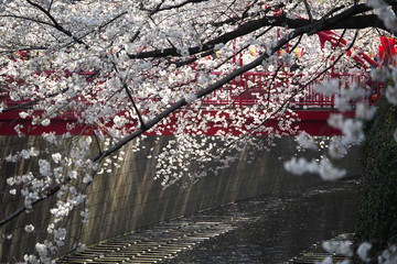 Fototapeta premium 中目黒 花見 桜 目黒川 Nakameguro Hanamai Sakura Megurogawa 17