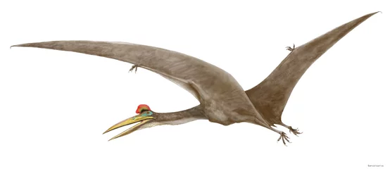 Fotobehang ケツァルトコアトルス　白亜紀末の恐竜大絶滅の直前に生息していた翼竜の一種。現在知られている翼竜の中で最大級のもの。この属名はアステカ神話に登場する有翼の蛇神ケツァルトイコアトルに因んでいる。ほぼ完全な頭蓋骨の化石がある。翼開長は12メートルにも及ぶ小種名ノストロピを再現画像とした。 © Mineo