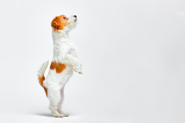 Jack Russell Terrier standing on its hind legs on a white background, copy space